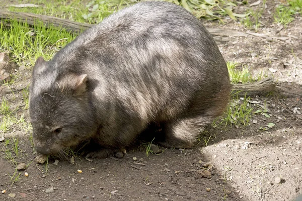 This is a side view of a wombat eating grass — Stock Photo, Image