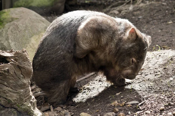 This is a side view of a wombat scratching — Stock Photo, Image
