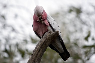 galah preening olduğunu