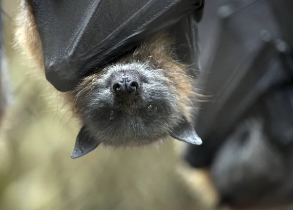 Este é um close-up de um morcego de frutas — Fotografia de Stock