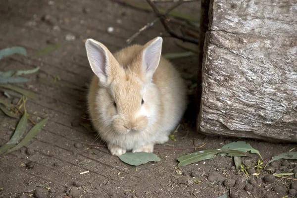 Questo è un coniglio o un kit per bambini — Foto Stock