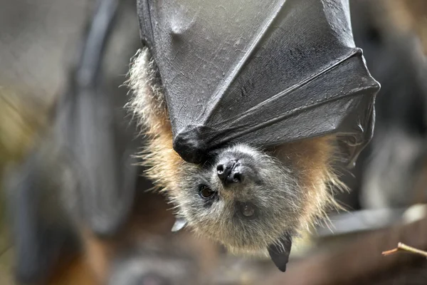 This is a close up of a fruit bat — Stock Photo, Image