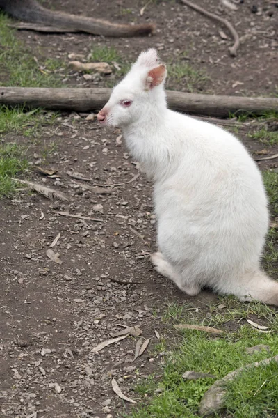 Este es un primer plano de un wallaby de cuello rojo albino —  Fotos de Stock