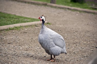 kasklı Gine tavuğu bir parkta