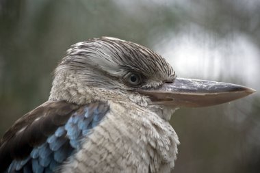 gülünecek bir ahmak yakın bu