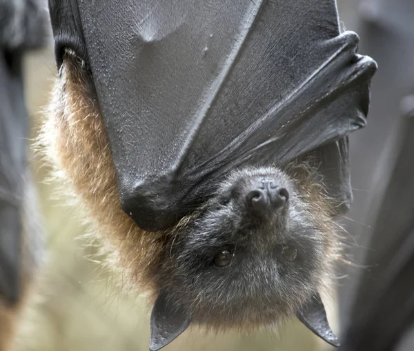 This is a close up of a fruit bat — Stock Photo, Image