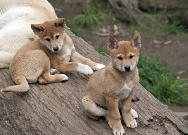 The 8 week old golden dingo are resting — Stock Photo, Image