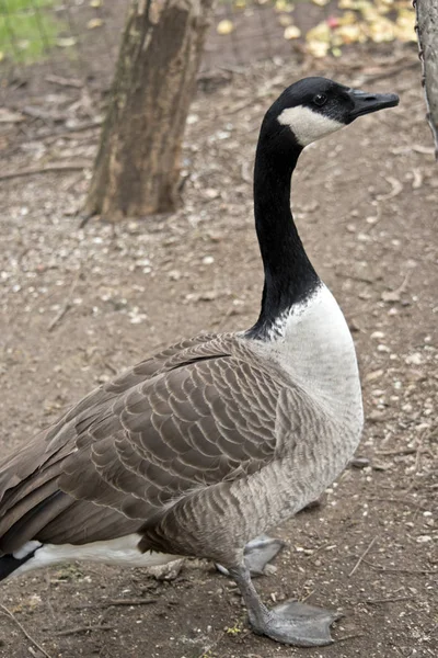 This is a side view of a Canadian goose — Stock Photo, Image