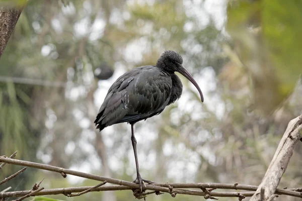 O brilhante ibis está de pé sobre uma perna — Fotografia de Stock