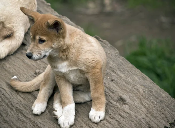 De 8 weken oude gouden Dingo is het controleren van zijn omgeving — Stockfoto