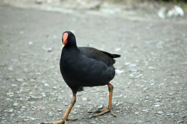 dusky moorhen bir yol geçiyor
