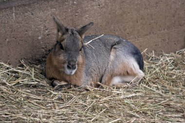 Patagonya mara Arjantin'de büyük bir kemirgen