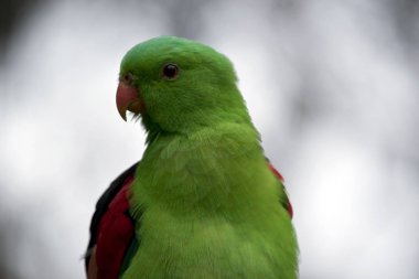 bir Kırmızı kanatlı papağan yakın bu