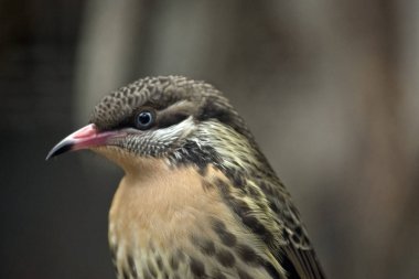 Bu dikenli yanaklı bir balye yakın bir