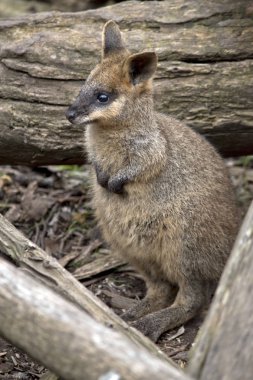 Bu bir joey bataklık wallaby olduğunu