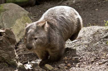 wombat çoğu zaman toprak altında yaşıyor