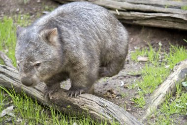 wombat çoğu zaman toprak altında yaşıyor