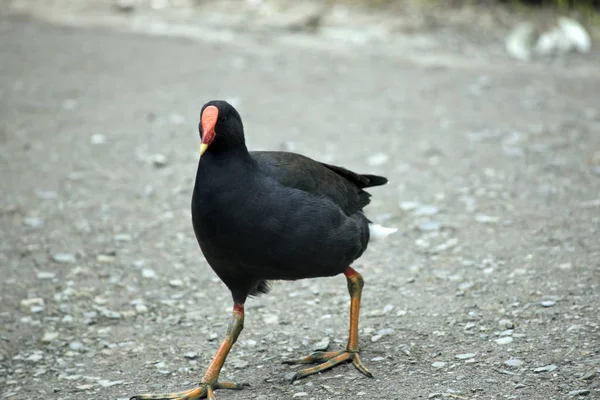 El moorhen oscuro está cruzando una carretera — Foto de Stock