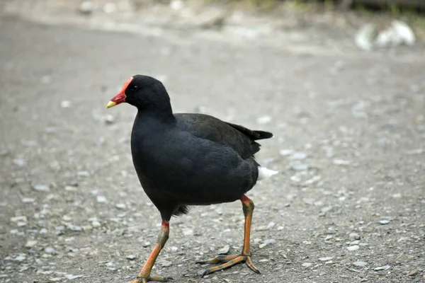 dusky moorhen bir yol geçiyor