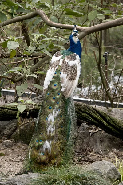 The peacock has a long tail — Stock Photo, Image