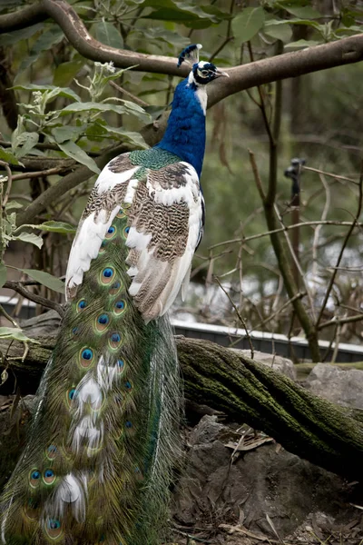The peacock has a long tail — Stock Photo, Image