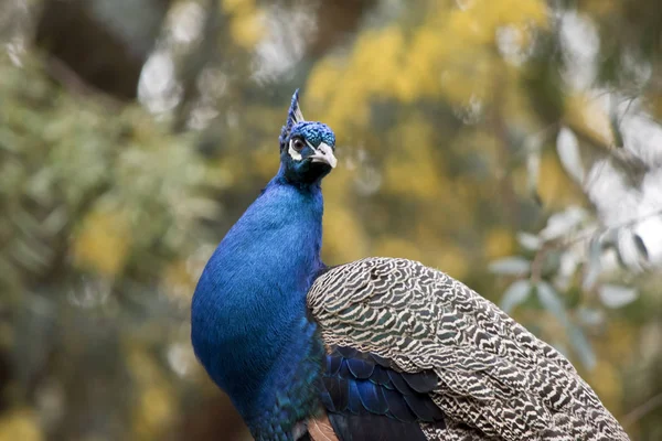 This is a close up of a peacock — Stock Photo, Image