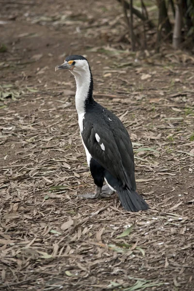 Dies ist ein Rattenschwanzkormoran — Stockfoto