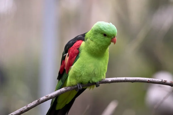 Le perroquet à ailes rouges est perché sur une branche — Photo