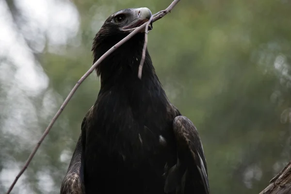 The wedge tailed eagle is holding a branch in his beak — Stock Photo, Image