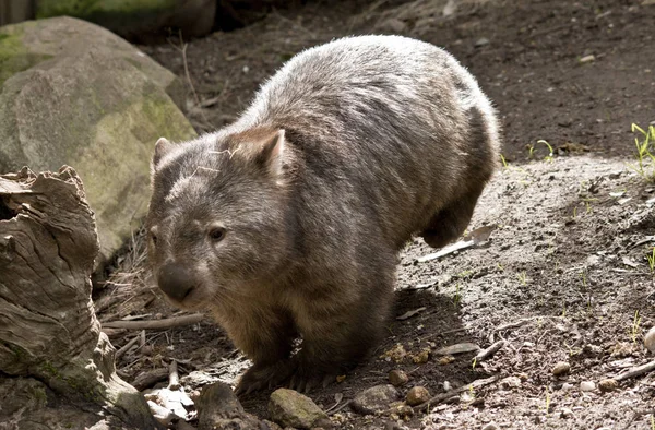 De Wombat leeft het grootste deel van de tijd onder de grond — Stockfoto