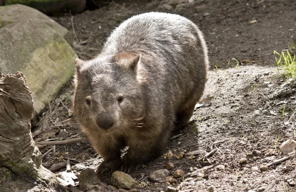 The wombat lives under ground most of the time — Stock Photo, Image