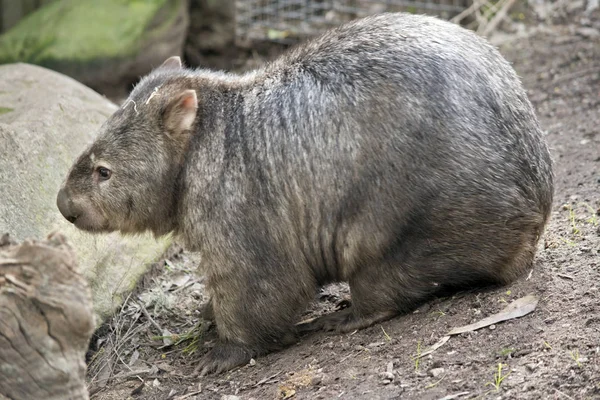 C'est une vue de côté d'un wombat — Photo