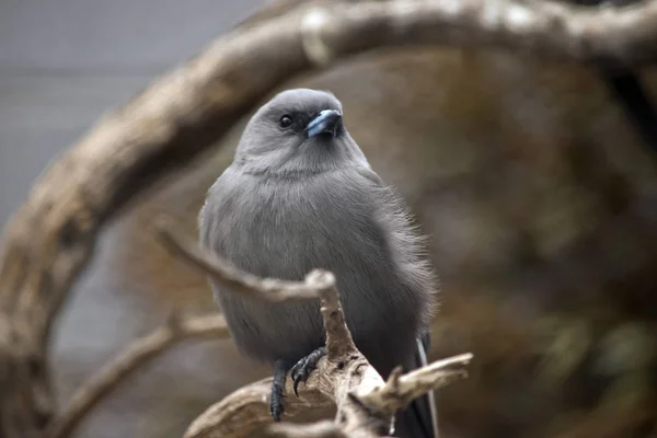 The woodswallow is perched on a branch — Stock Photo, Image