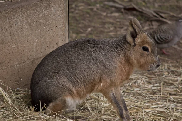 This is a side view of a Patagonian mara Stock Picture