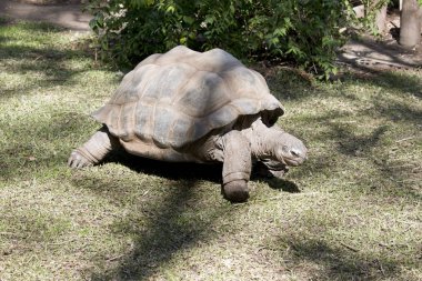 Bu bir aldabra dev kaplumbağa üç çeyrek görünümü