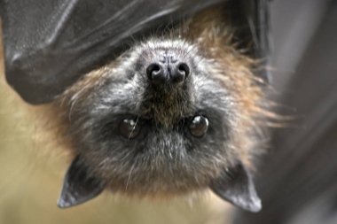 meyve yarasası yakın bu