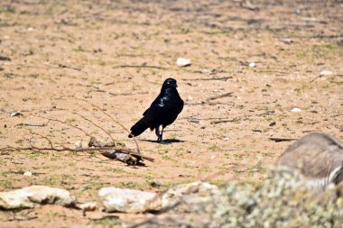 Yiyecek arayan avustralyalı bir kuzgun