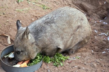 kıllı burunlu wombat bir vejetaryen olduğunu