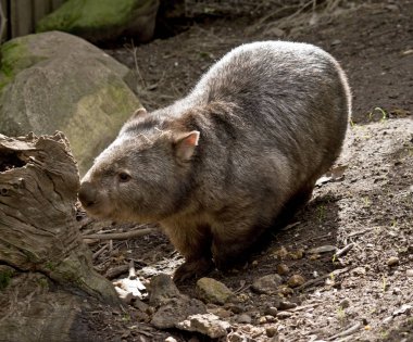 wombat etrafında yürüyor