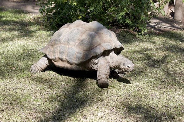 Detta är en tre kvartal syn på en Aldabra jätte sköldpadda — Stockfoto