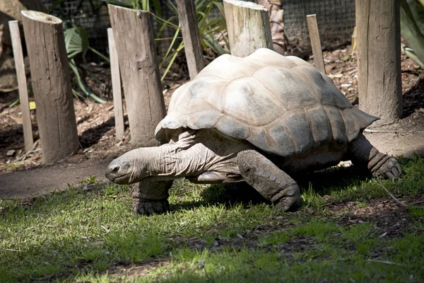 Esta es una vista de tres cuartos de una tortuga gigante aldabra — Foto de Stock