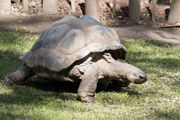 Ez egy háromnegyed kilátás a Aldabra óriás teknősbéka — Stock Fotó