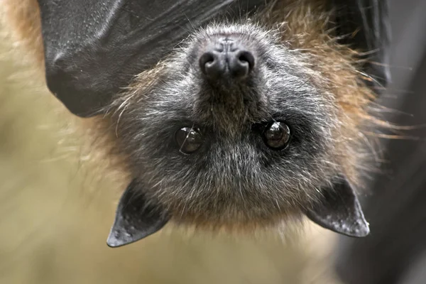 Este é um close-up de um morcego de frutas — Fotografia de Stock