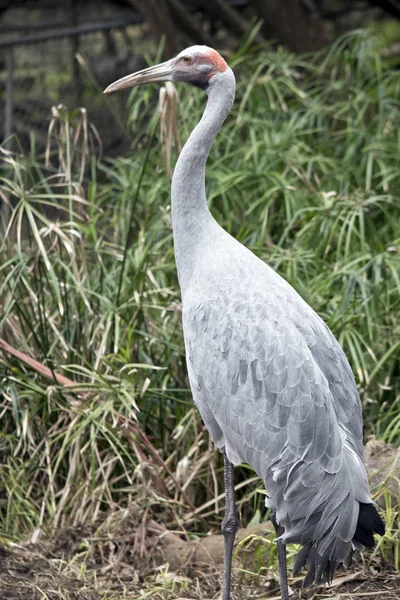 Detta är en sidovy av en brolga — Stockfoto