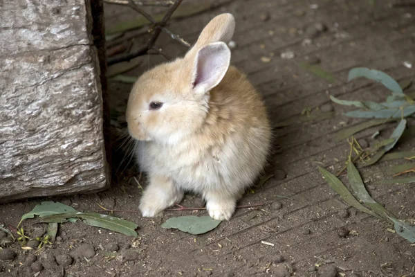 Este es un conejo bebé o kit — Foto de Stock