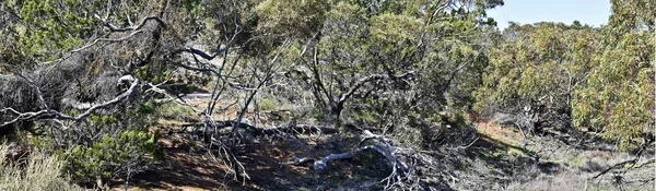 Dit is Bushland bij Monarto — Stockfoto