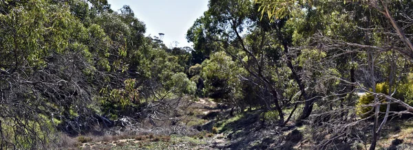 Isto é terra de arbusto em Monarto — Fotografia de Stock