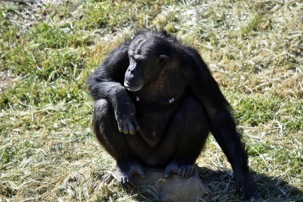 Den kvinnliga schimpansen vilar — Stockfoto