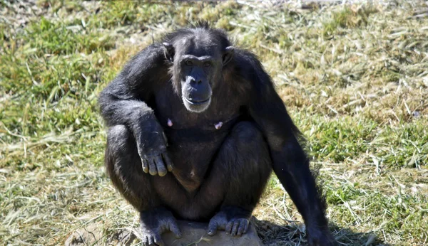 Den kvinnliga schimpansen vilar — Stockfoto