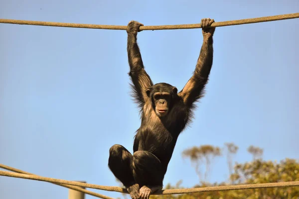 the young chimpanzee is sitting on ropes